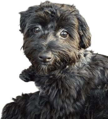 Coton de Tulear