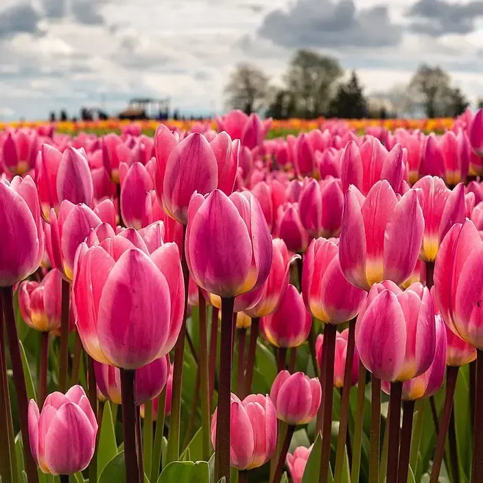Skagit Valley Tulip Festival