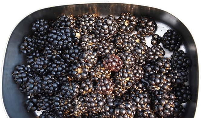 Best Free Blackberry Spots in Vancouver