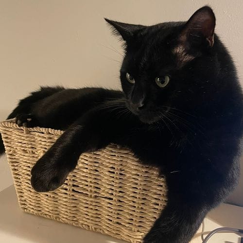 Black Cats
