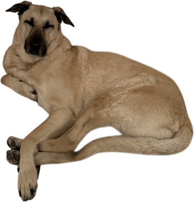 adopting a dog