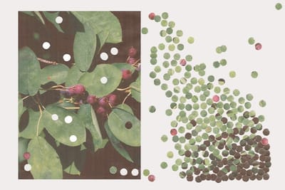 The Serviceberry by Robin Wall Kimmerer