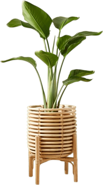 Live Bird Of Paradise Plant