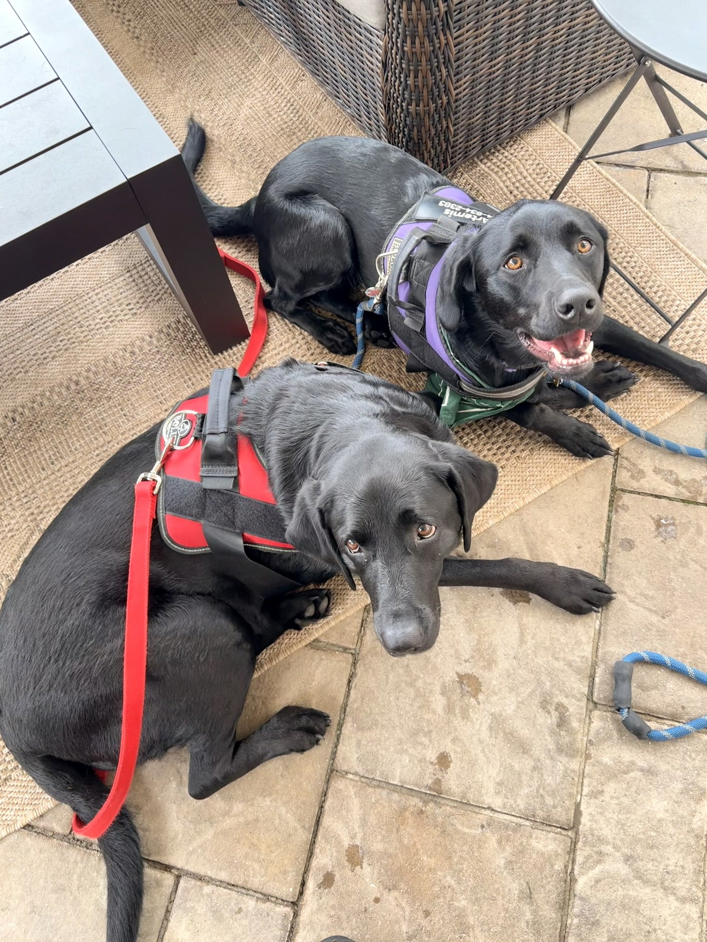 Doggy Dates