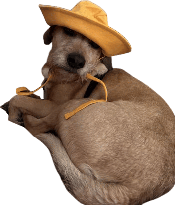 putting a hat on my dog