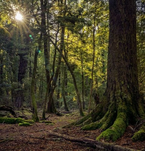 Want to feel like I’m in a forest pleaseeeee 🙏
