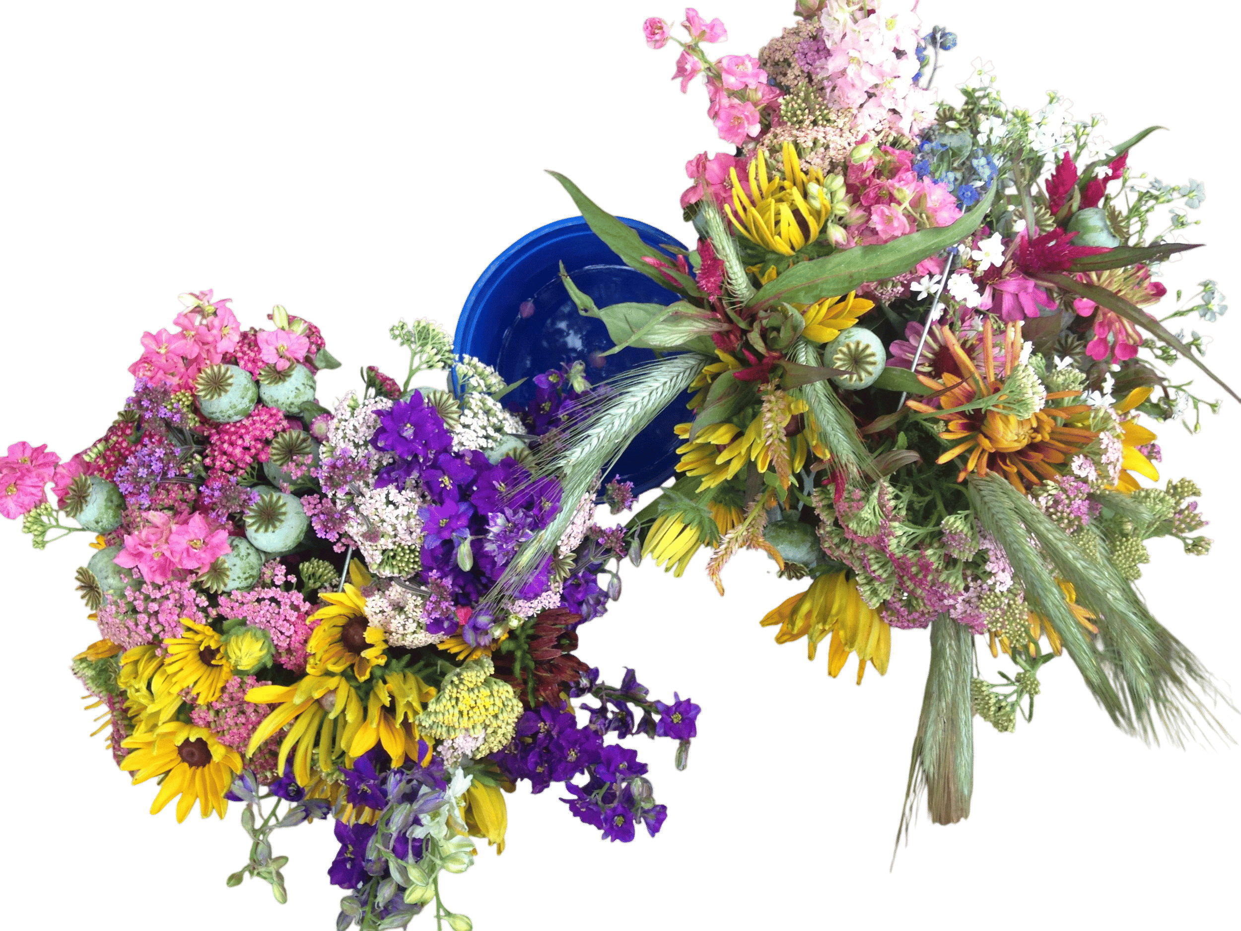 Flying Cloud Flower Farm