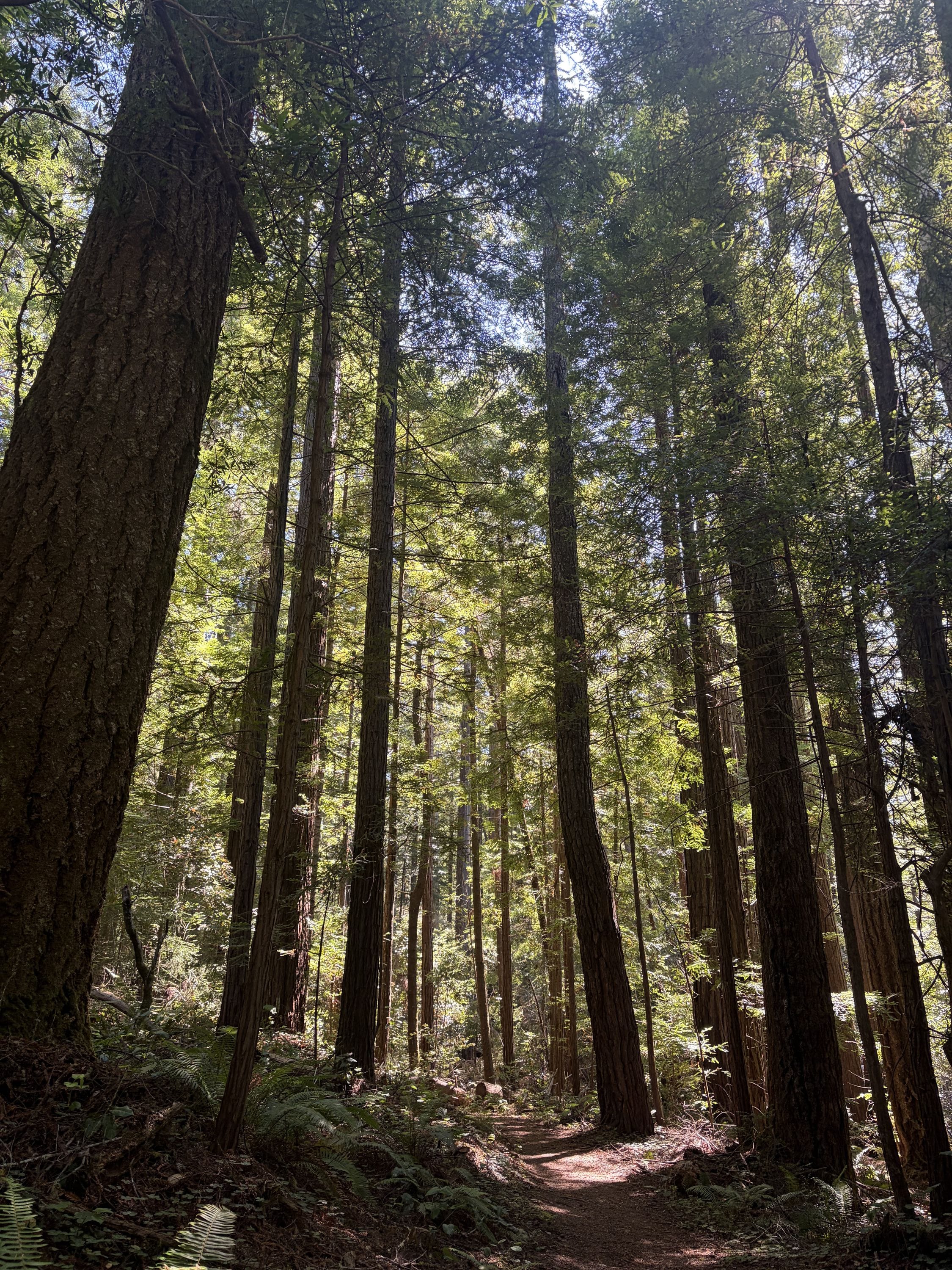 Russian gulch state park