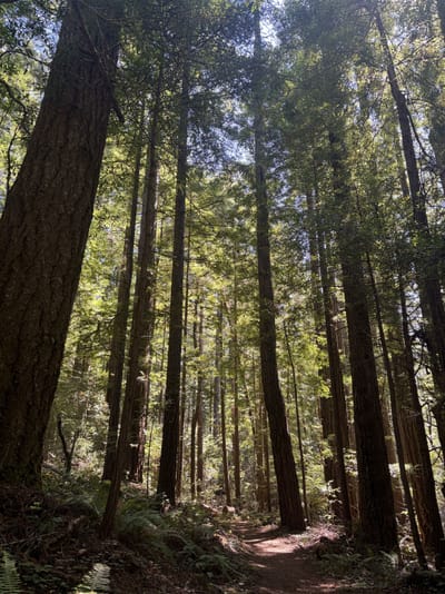 Russian Gulch State Park