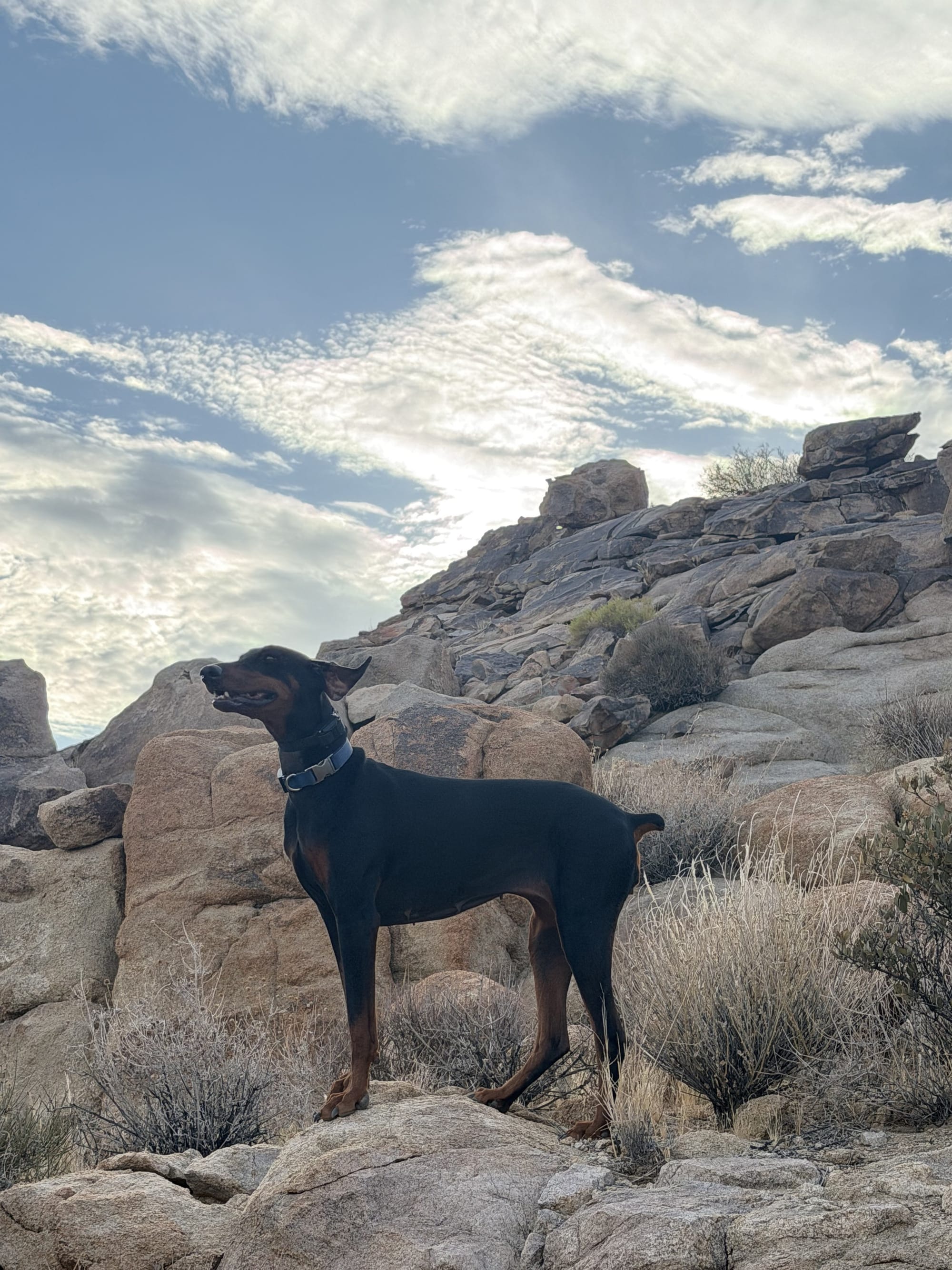Desert View Conservation Area