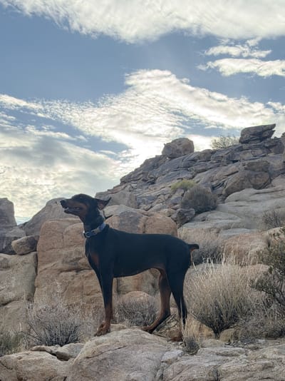 Desert View Conservation Area