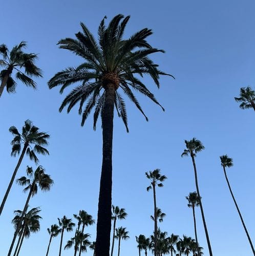 LA Gift Guide