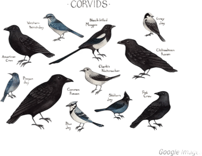 Corvids