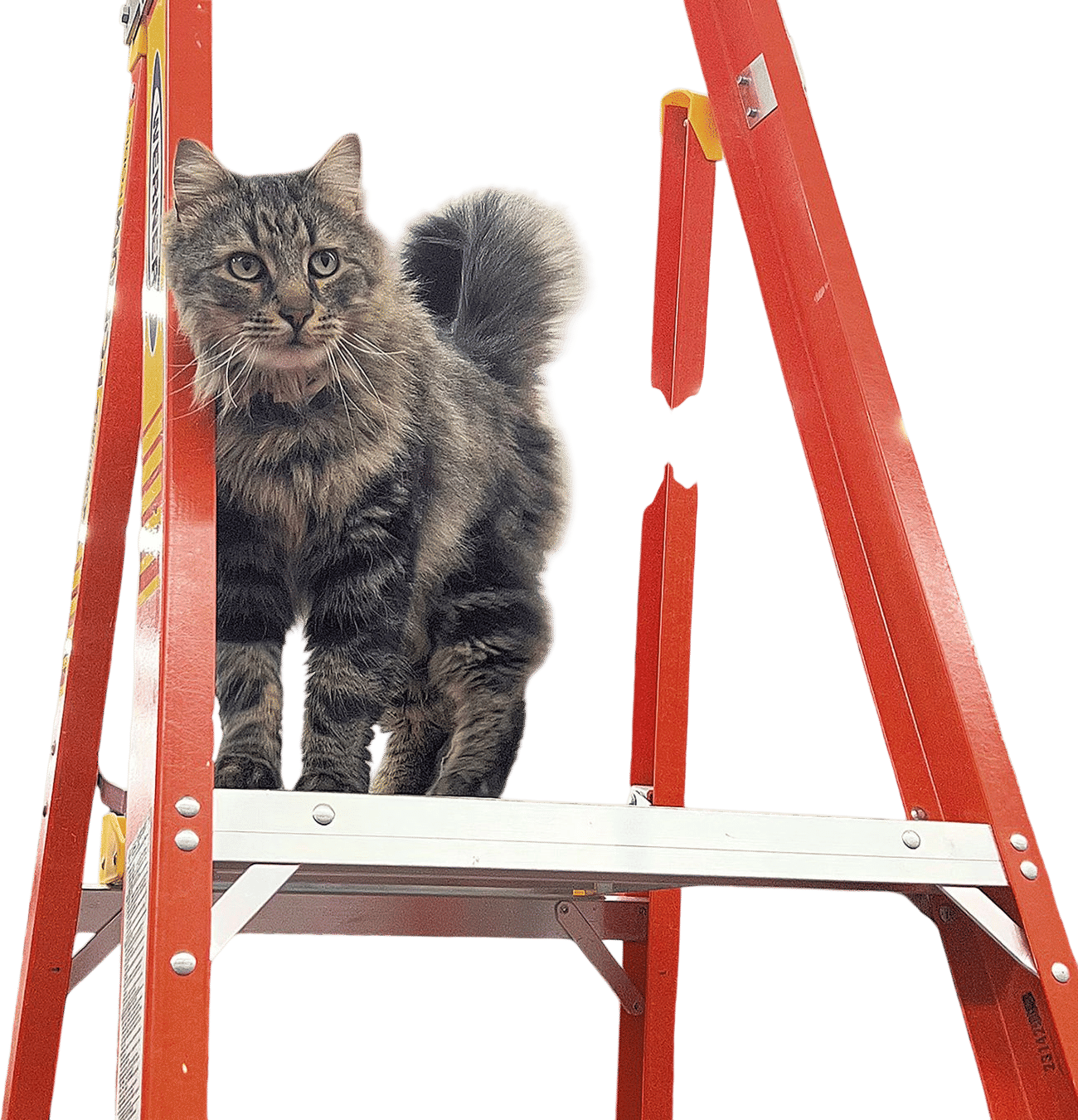 Cats that live at your local hardware store