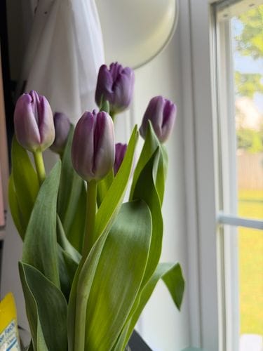 Fresh Flowers from Trader Joe’s