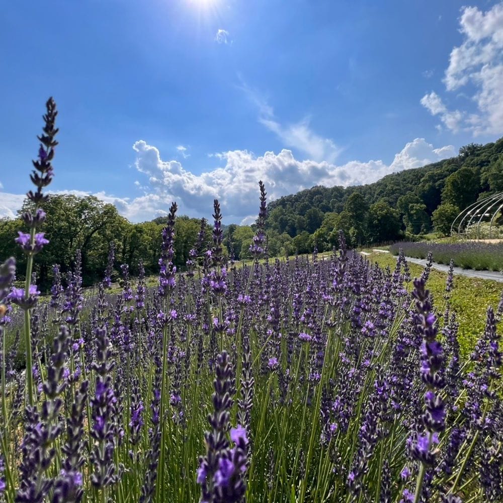Ochre Hill Farms in WNC