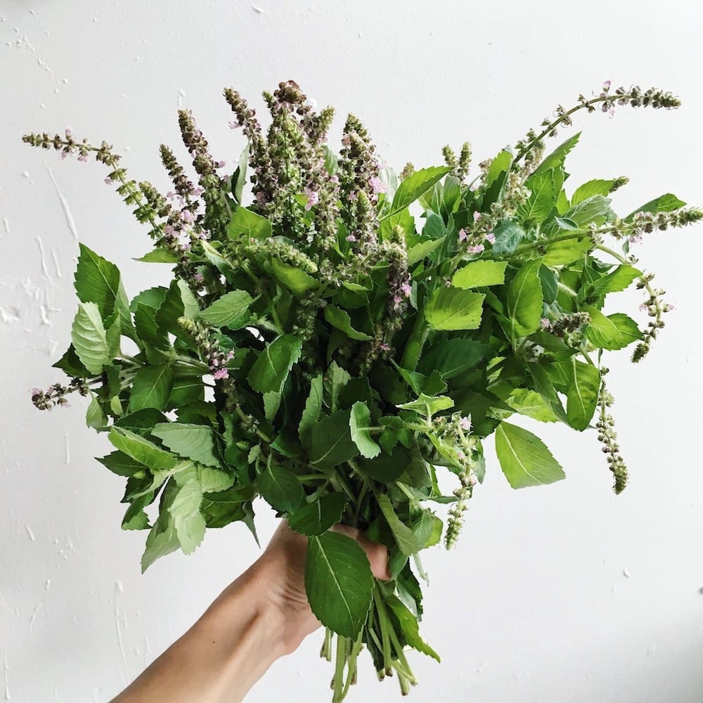 fresh tulsi infusion