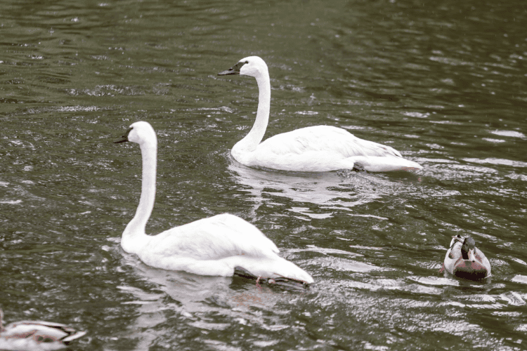 THURSDAY AFTERNOON - Lincoln Park Zoo