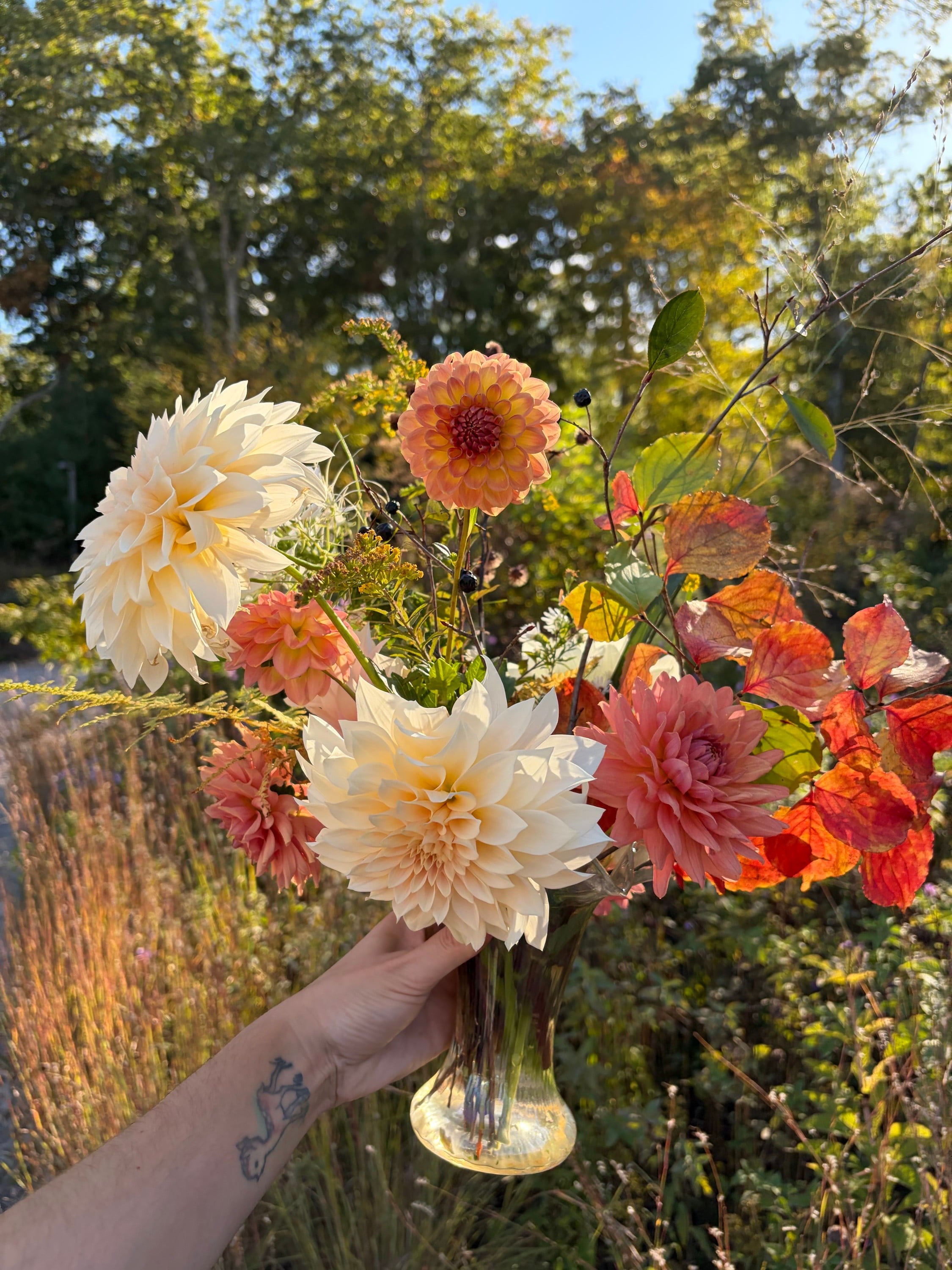 Dahlia Doozy