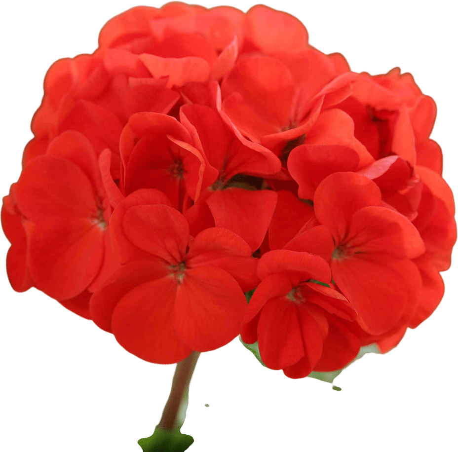 Geraniums