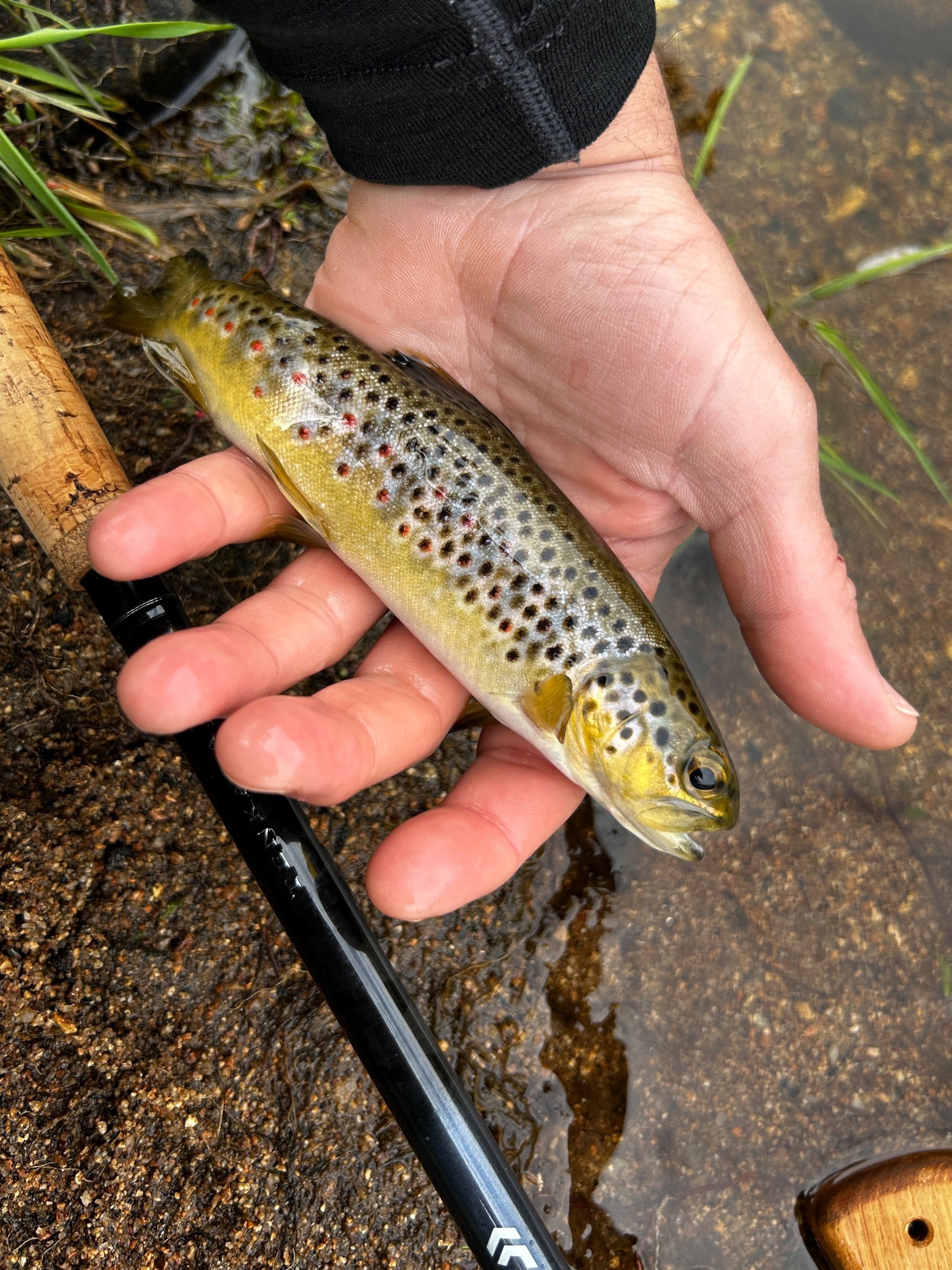 Catch the fish.