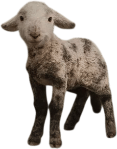 George the Winter Lamb from Sheep Detectives