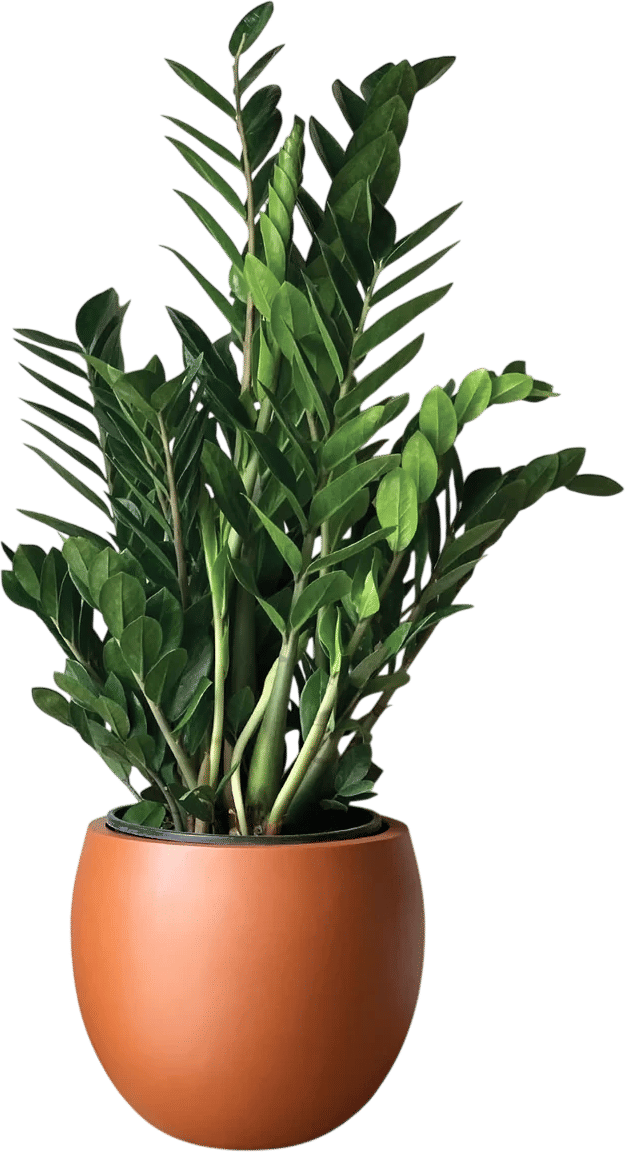 ZZ Plant