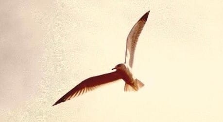 Jonathan Livingston Seagull: A Fable of Flight
