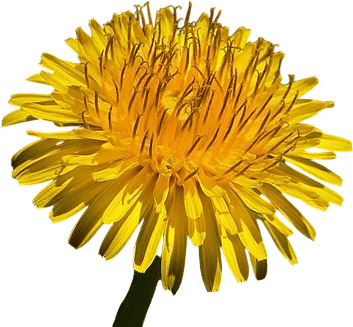 Dandelion