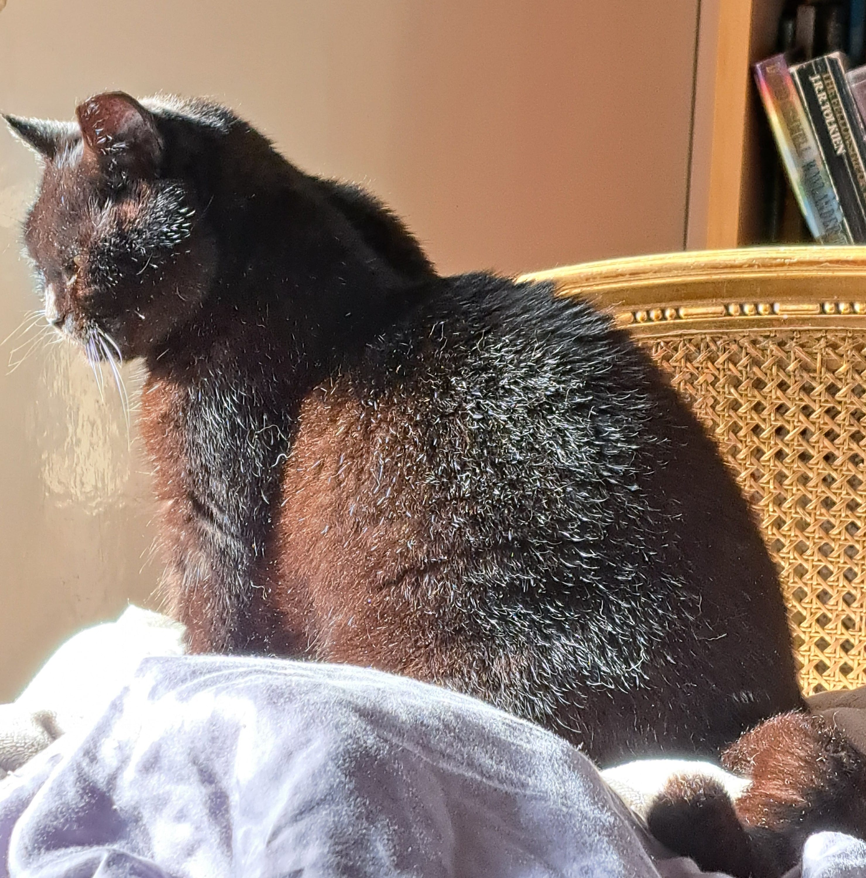 Bookcat logo