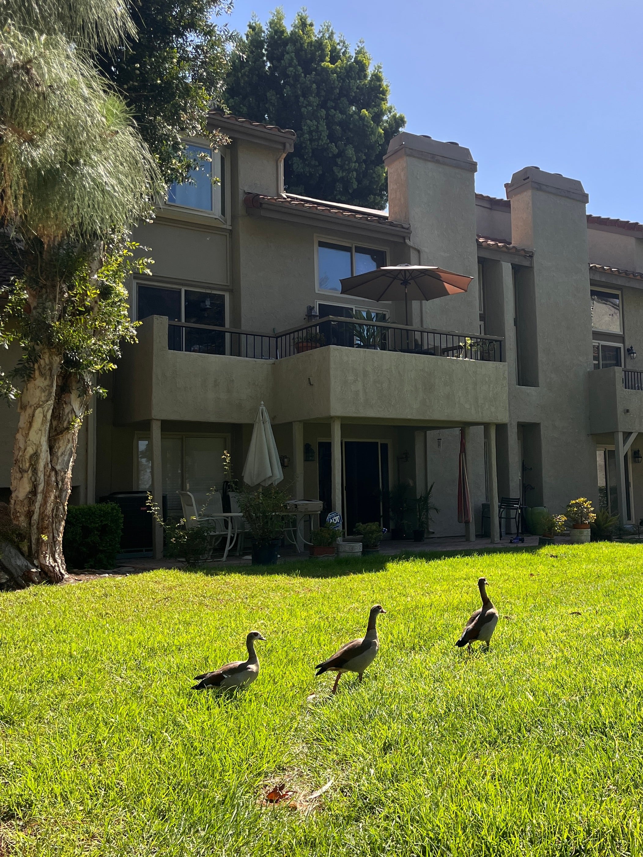 talk to the geese