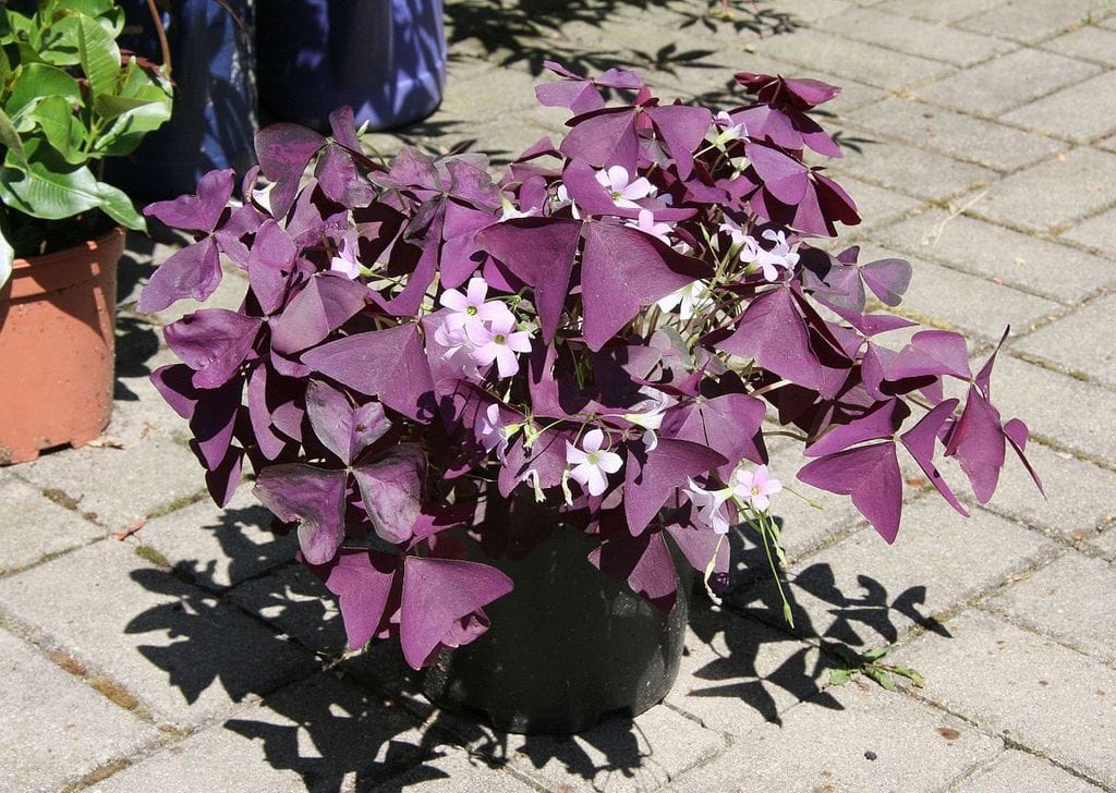 oxalis triangularis
