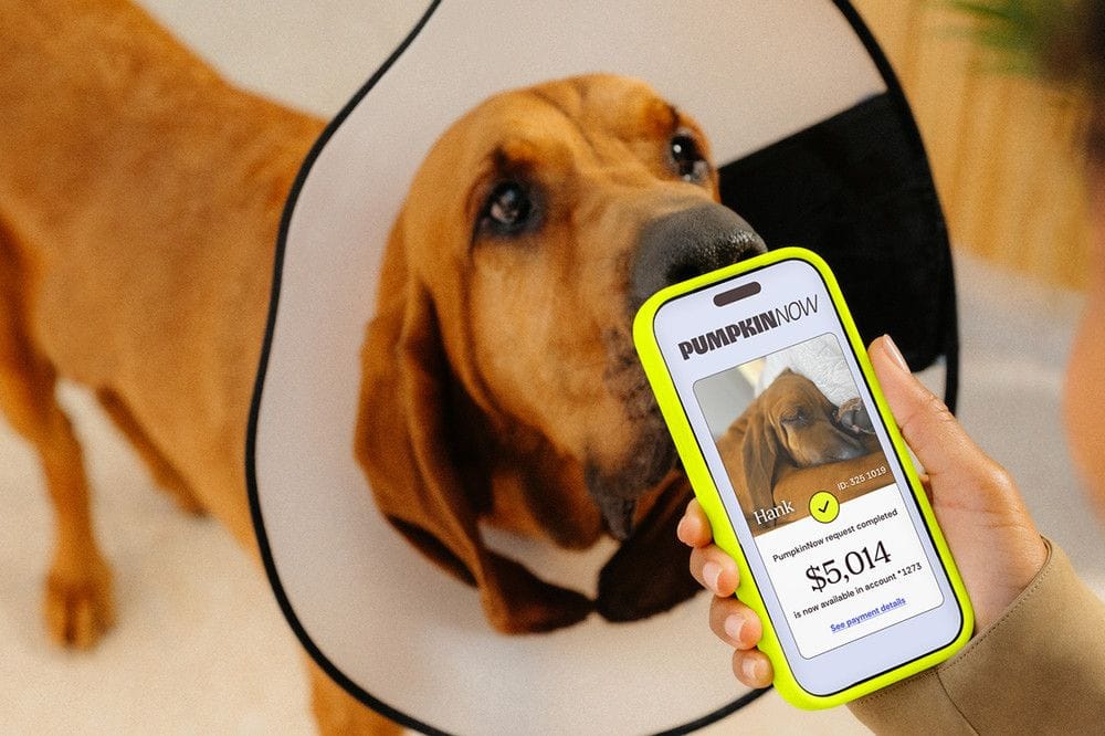 Pumpkin Pet Insurance