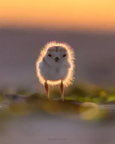 Piping Plover Chick (Photograph)