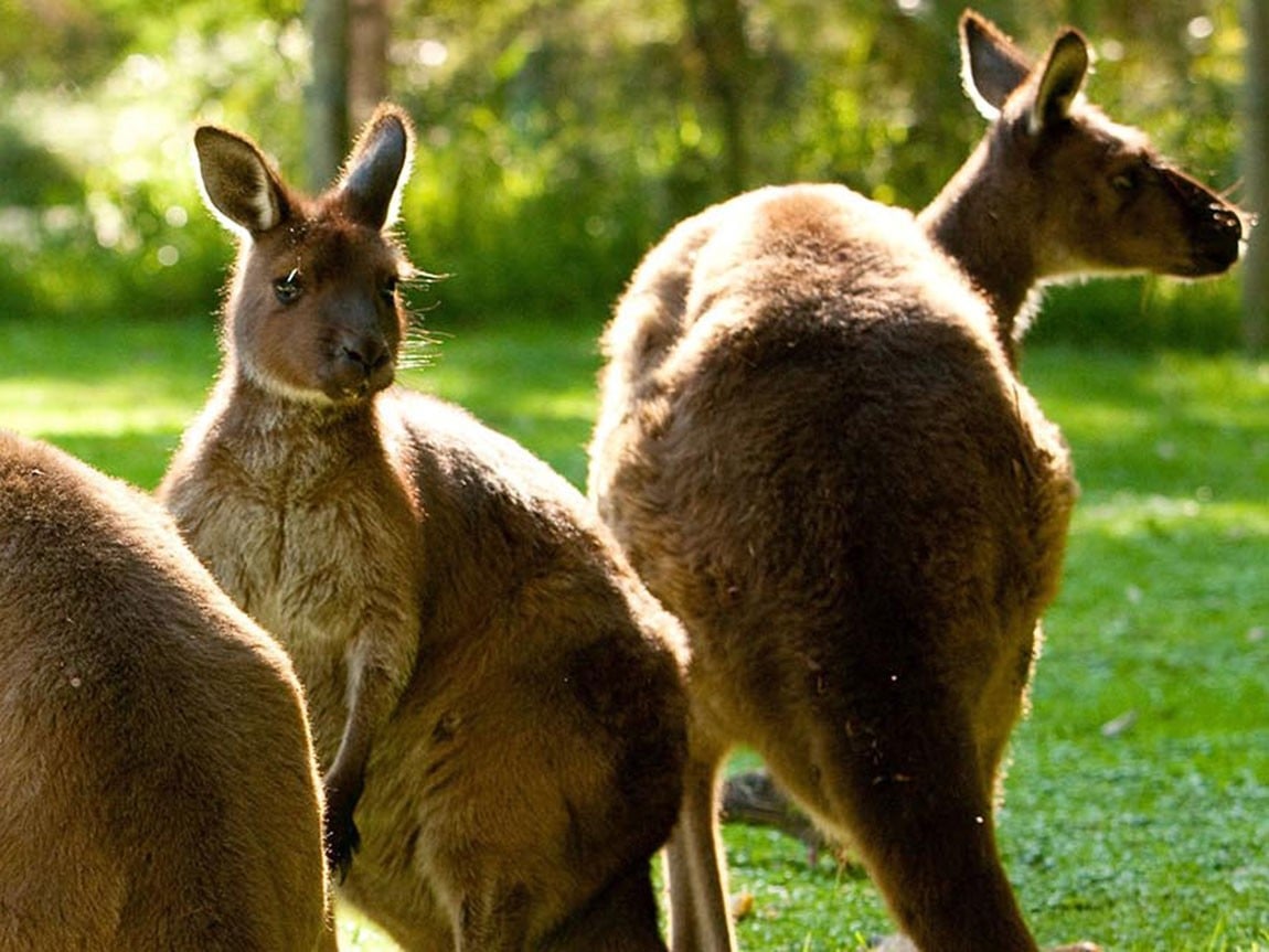 Healesville Sanctuary