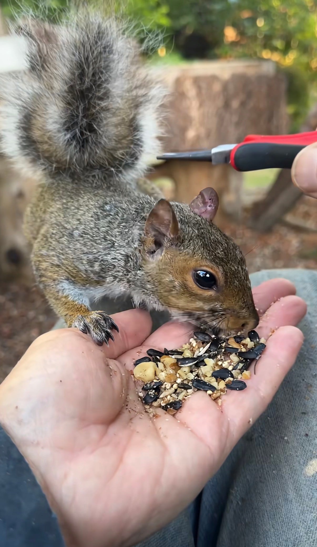The Christopher Nolen of Squirrels