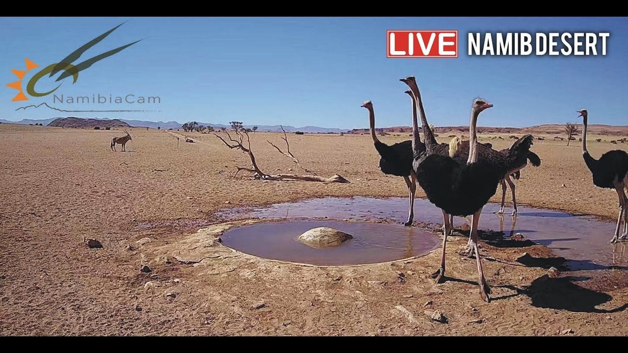 Live stream in the Namib Desert