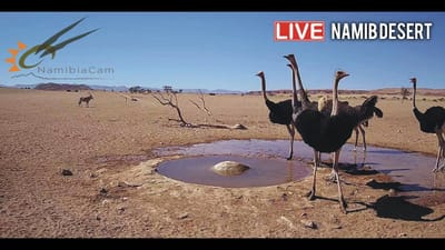 Namib Desert Live Cam