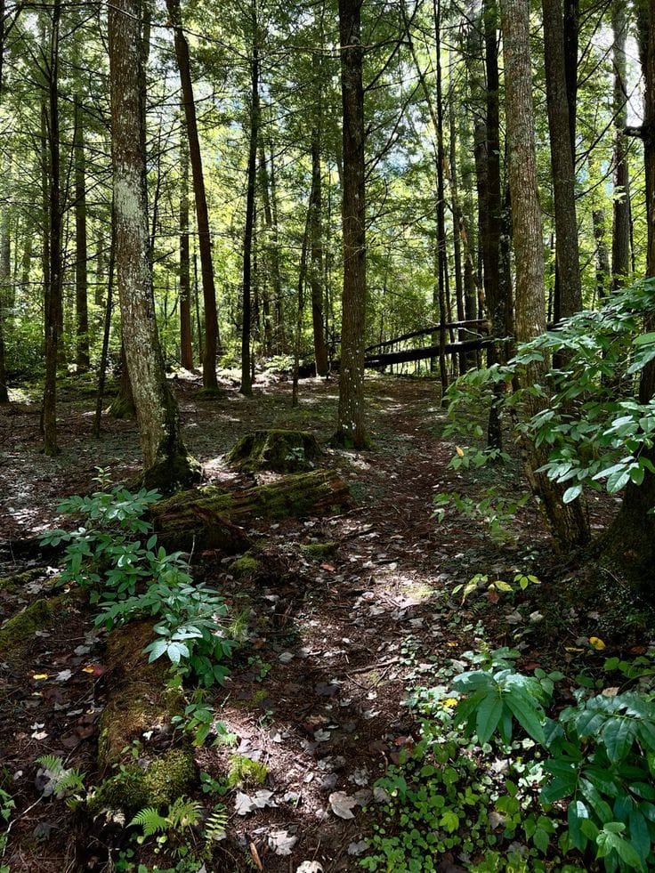 The Woods