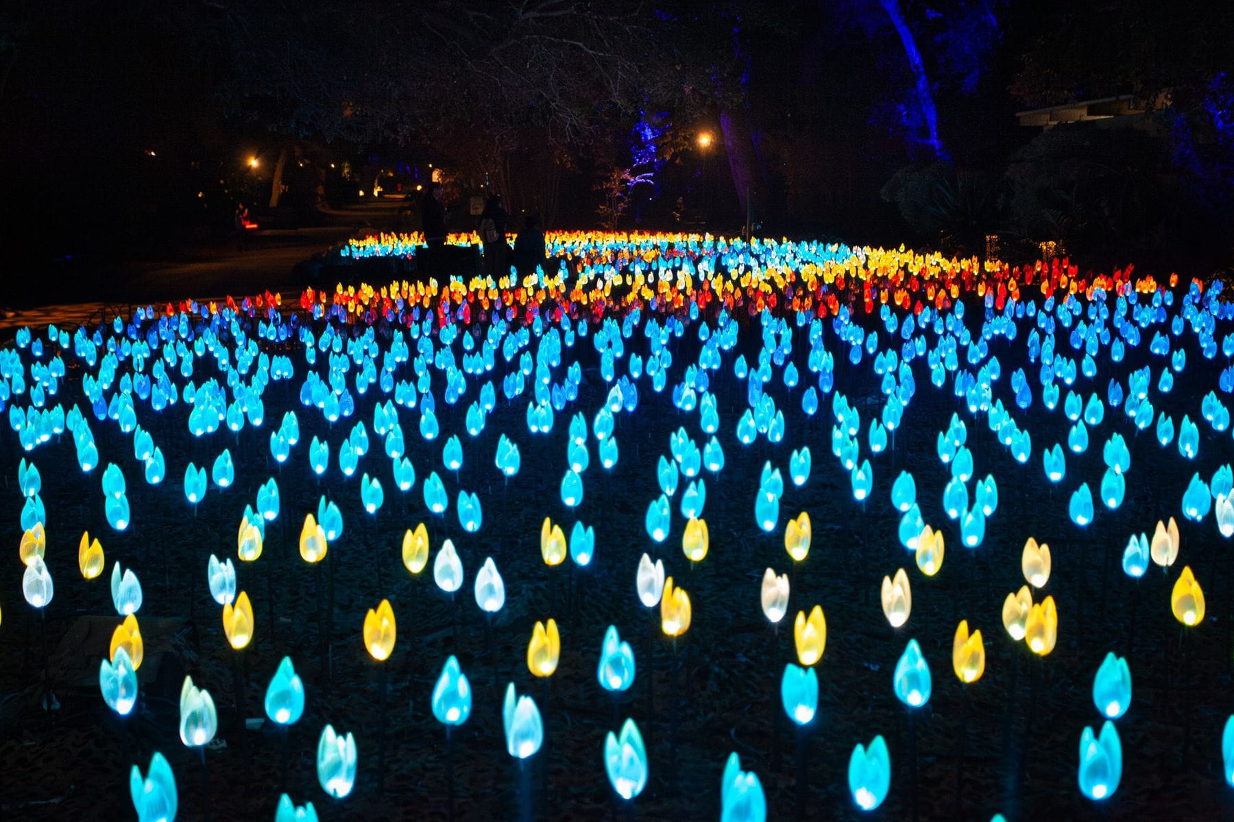 Outdoor Light Show