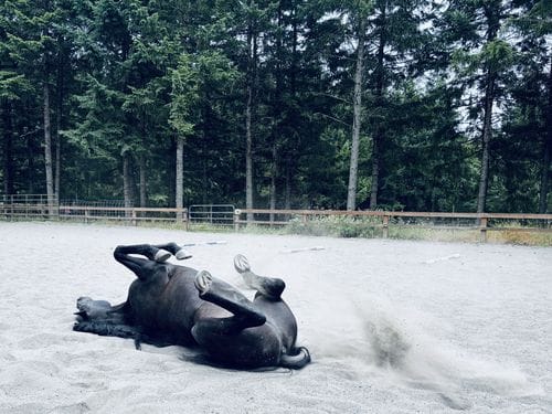 Horses