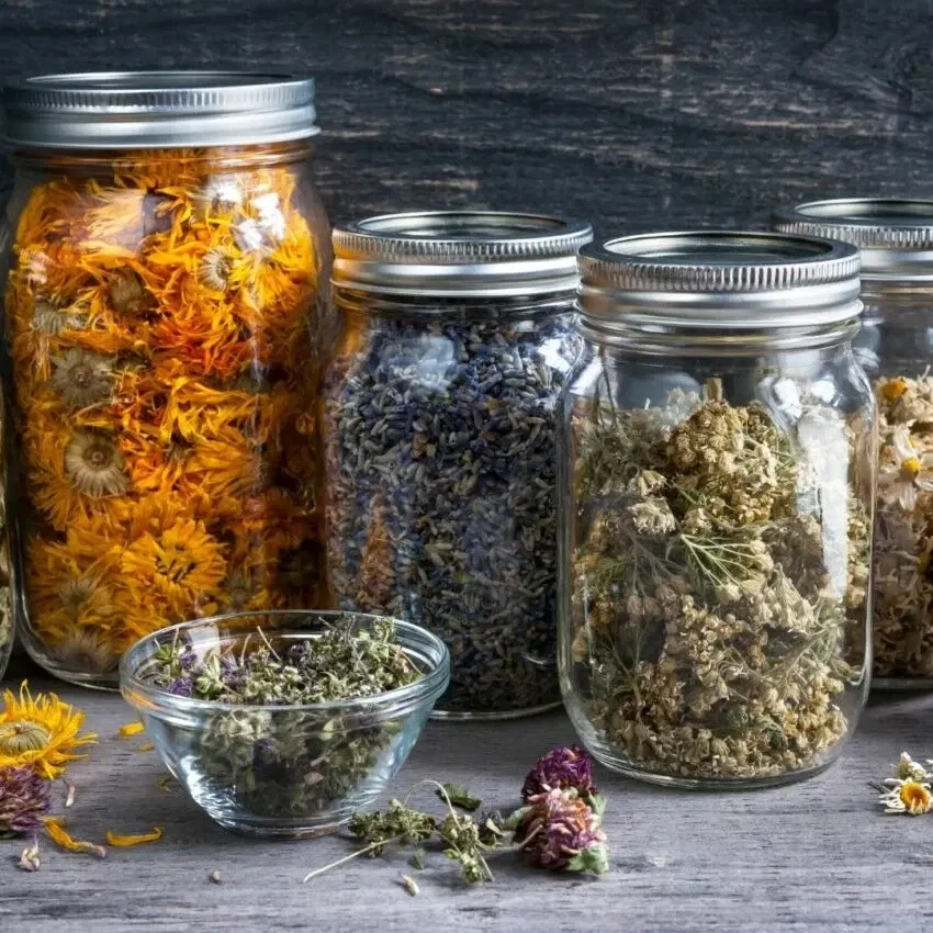 Foraging for wild tea
