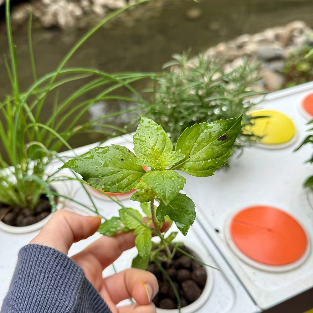 Learning the benefits of at-home edible gardening