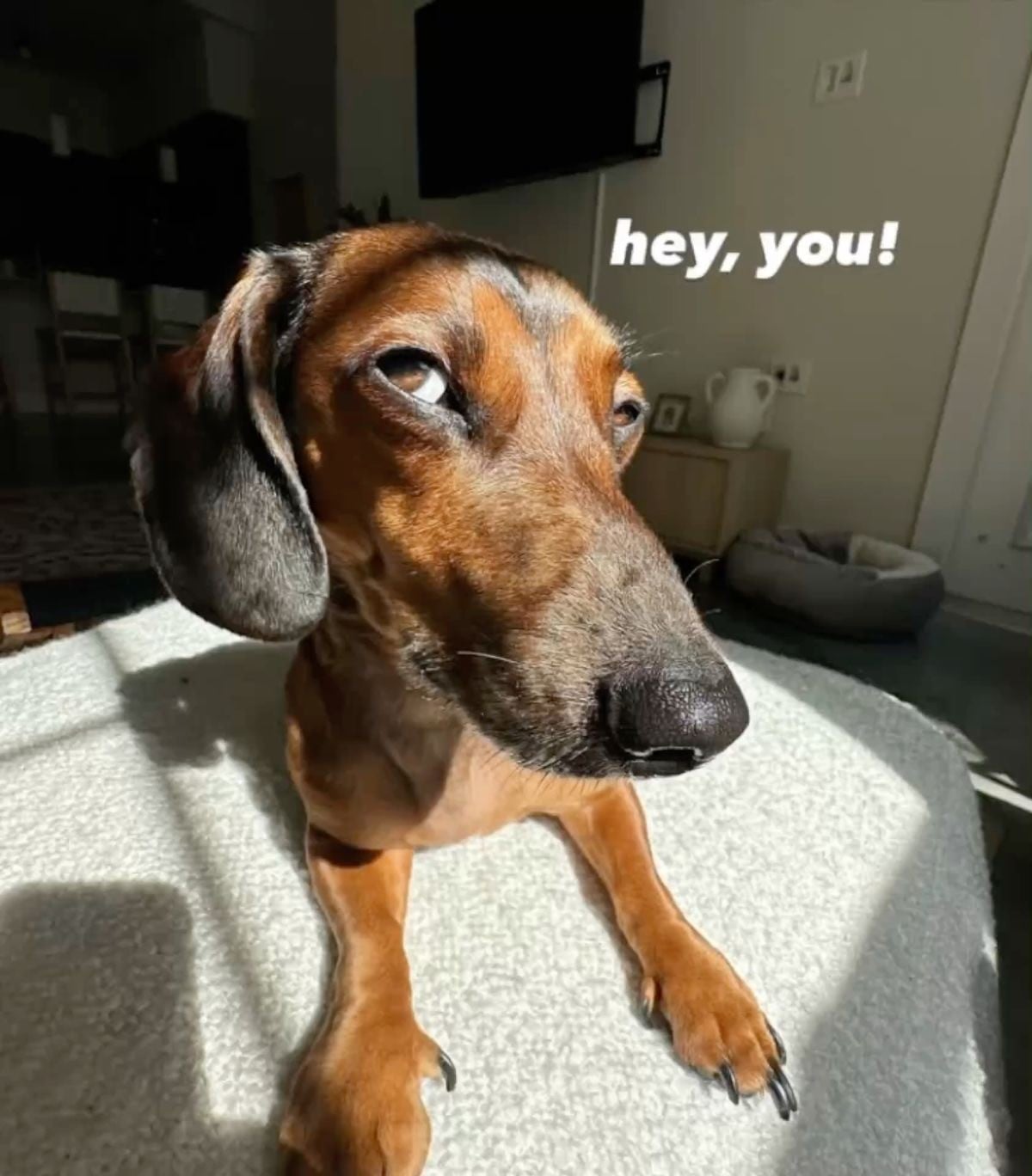 you look like you’d sit for a dog treat