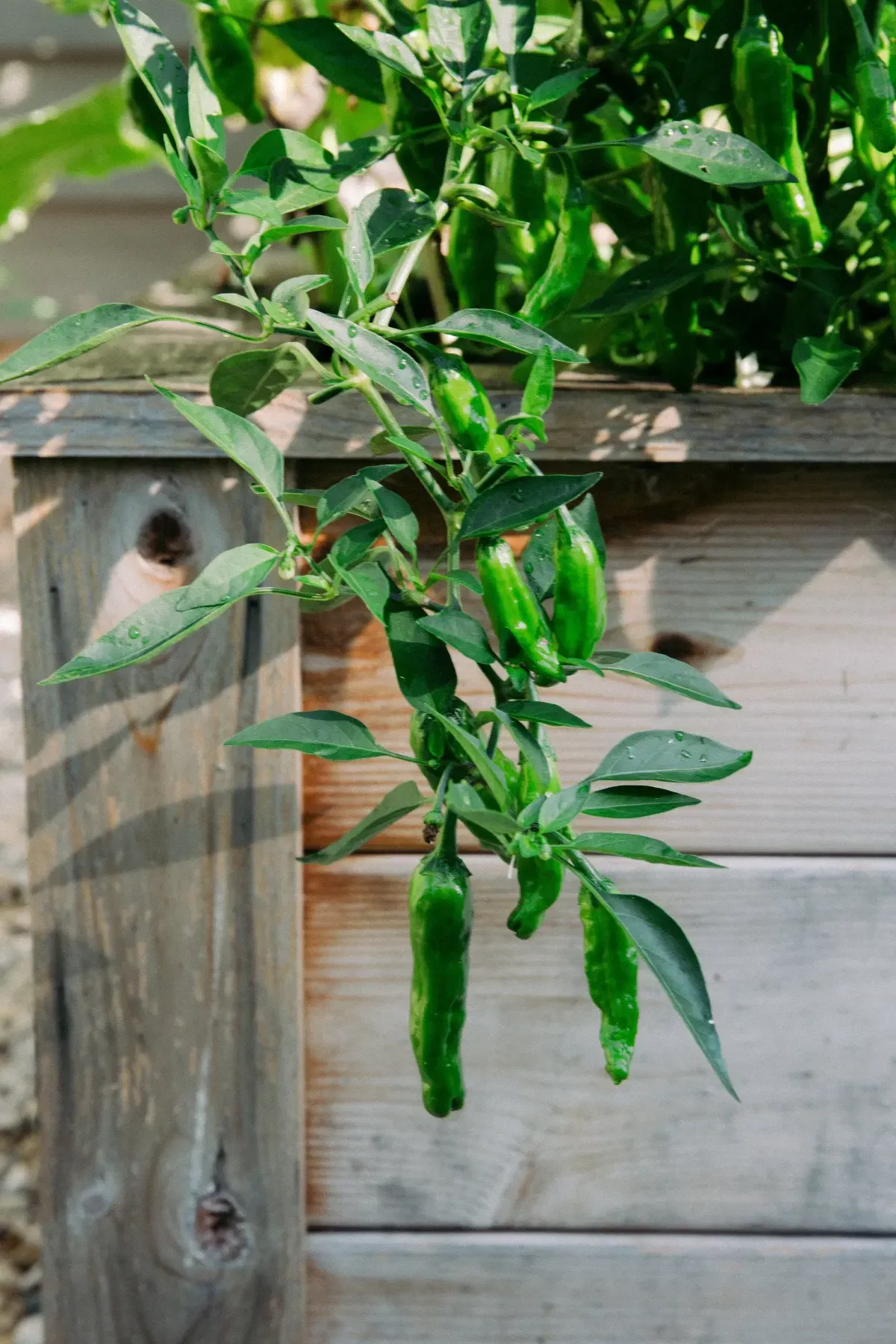 Shishito Pepper Plants