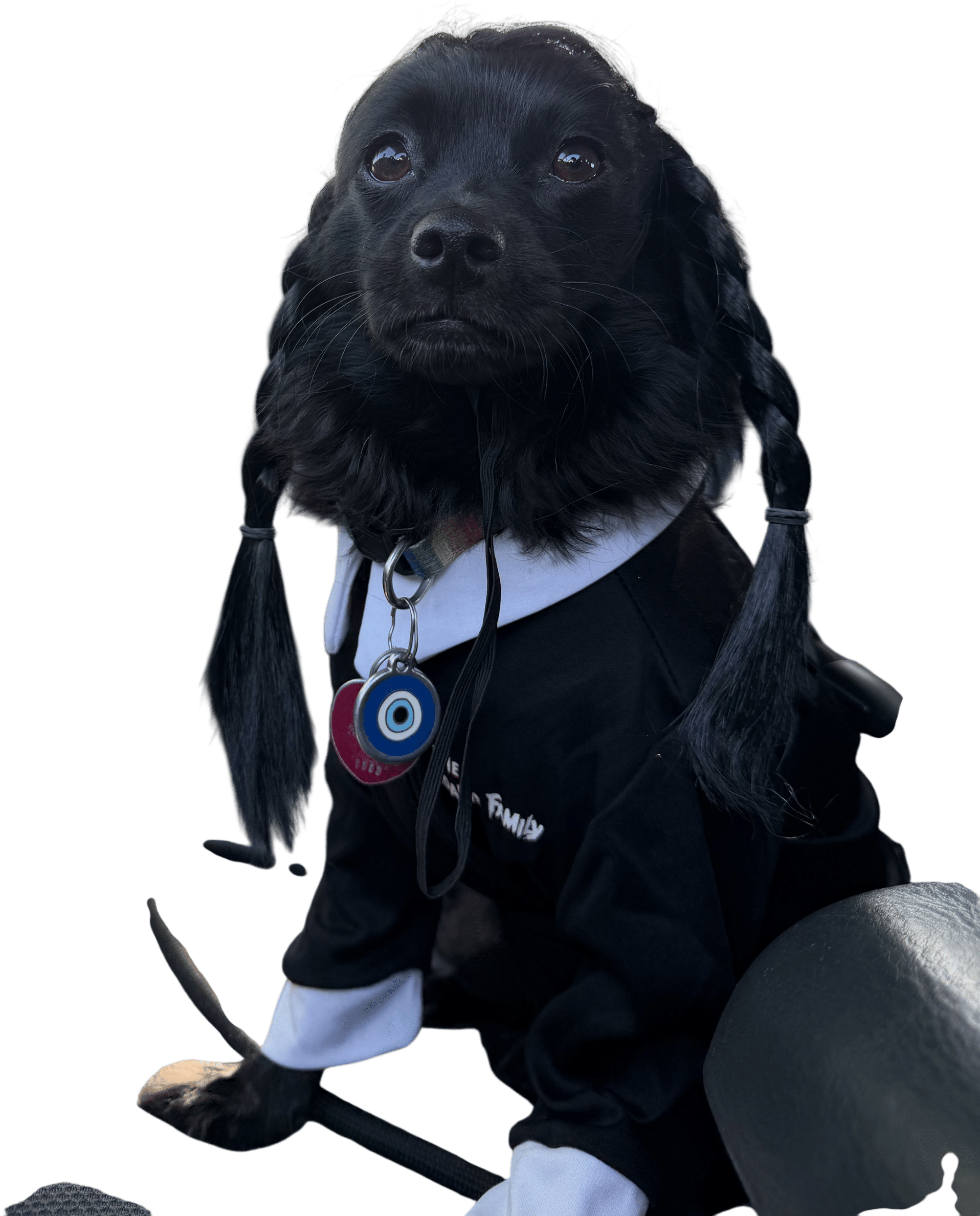 My dog as Wednesday Addams