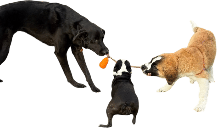 Dog parks as a third place
