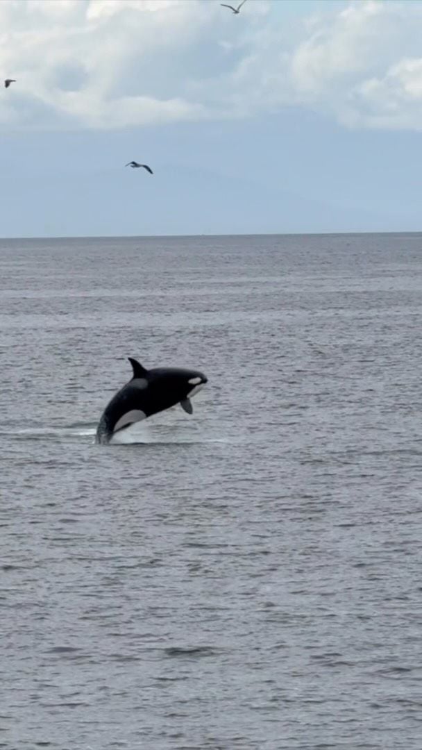 these whale friends sharing a meal and squeaking