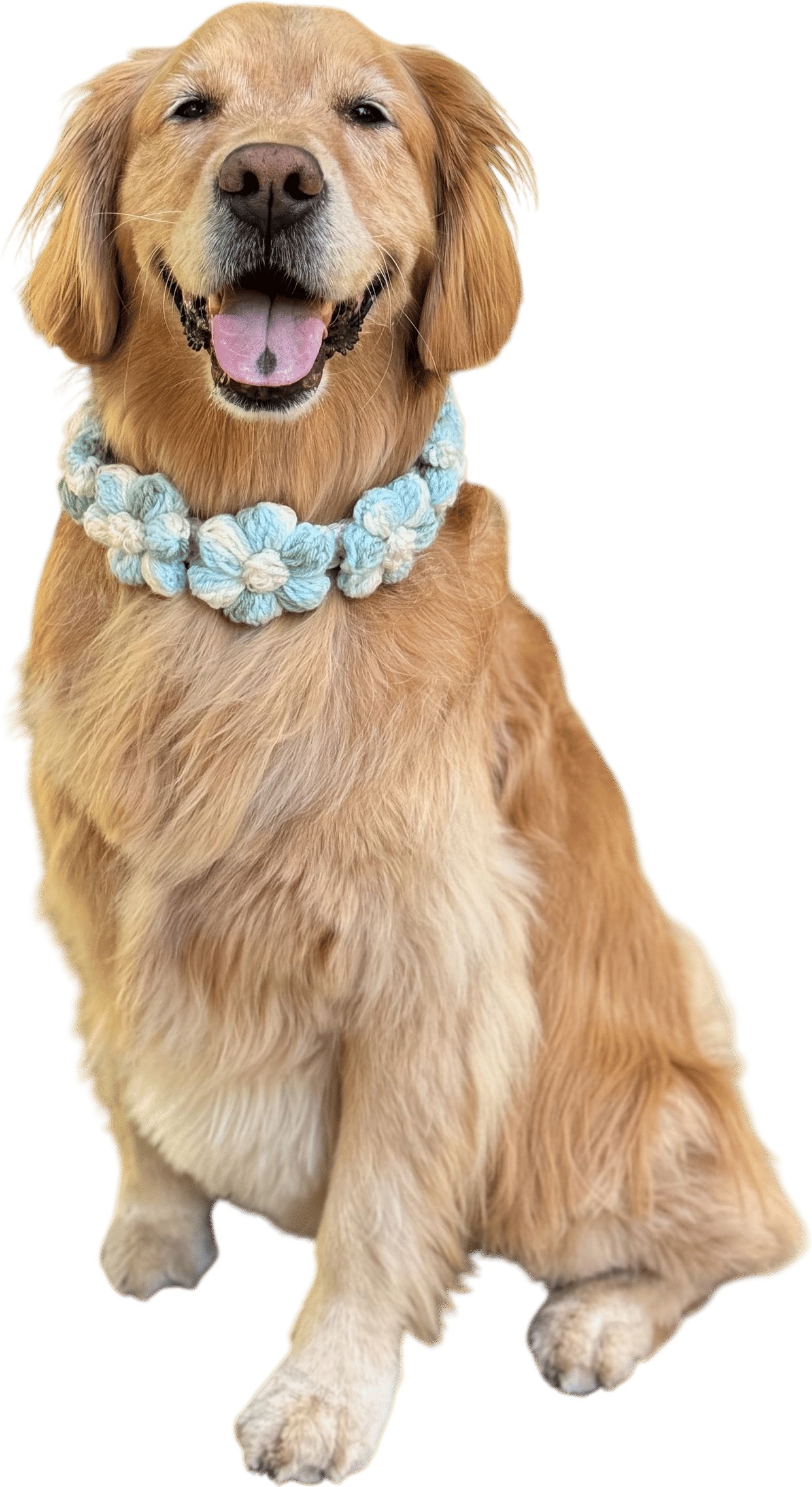 Crochet Dog Collar