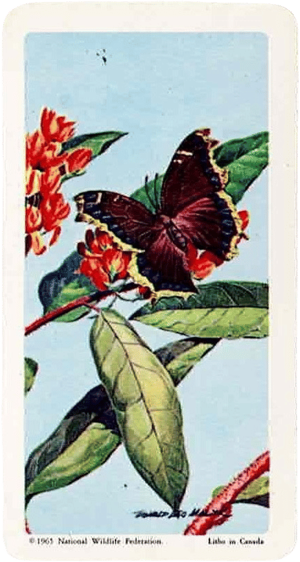 Mourning Cloak